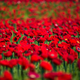 Image for article titled Peeking Inside the Hectic Floral Heaven of the Chelsea Flower Show